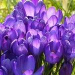 ne-tik-tulpes-sias-septynias-svogunines-geles-verta-sodinti-spalio.webp.webp